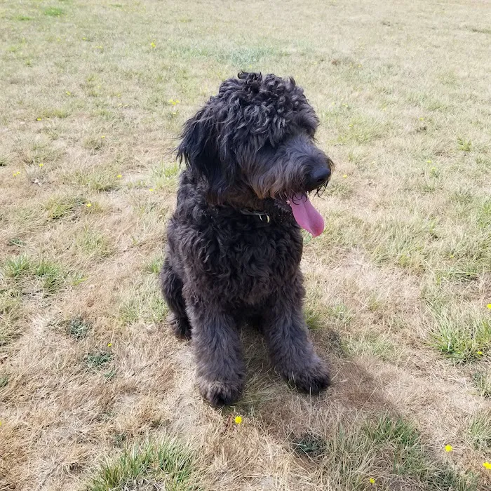 City of Ridgefield Dog Park 5