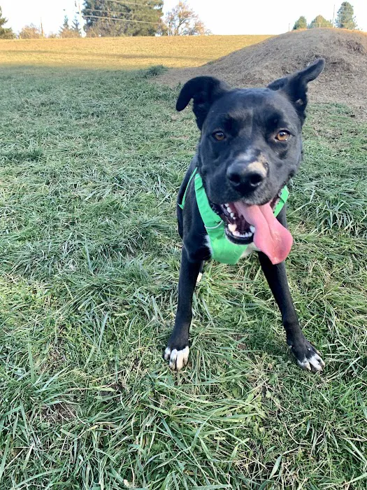 City of Ridgefield Dog Park 2
