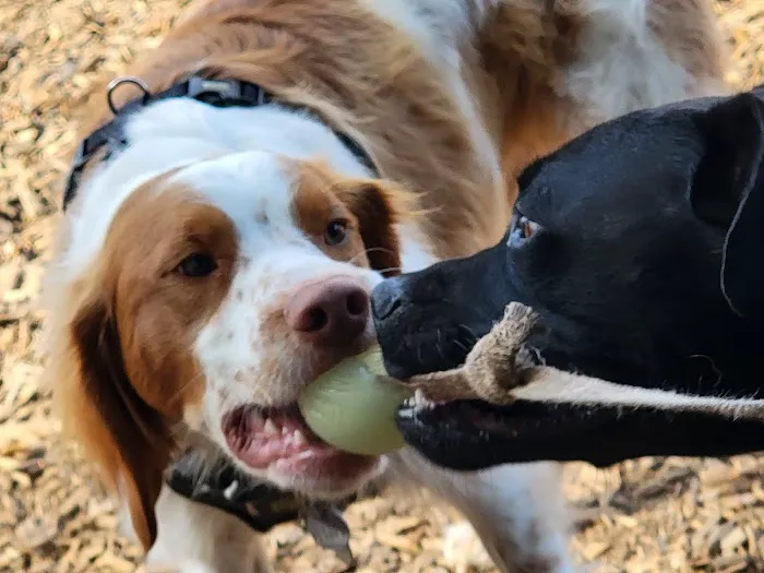 Silverton Dog Park 2
