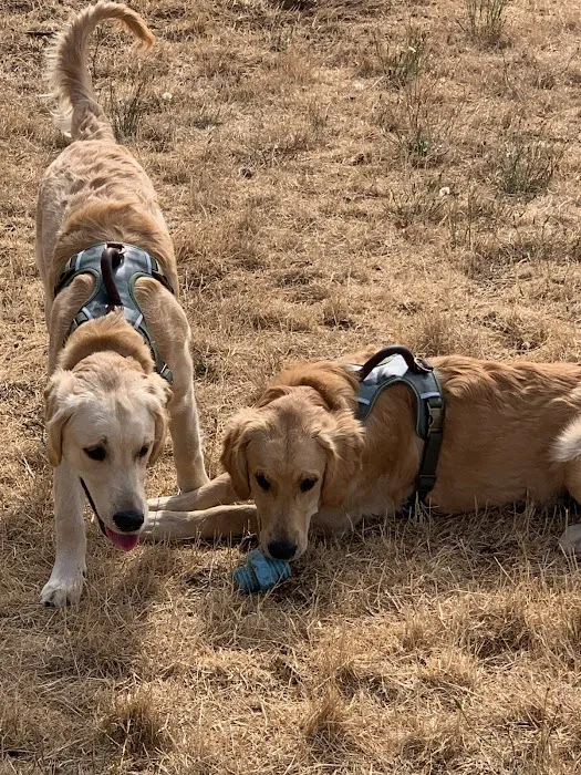 Silverton Dog Park 7