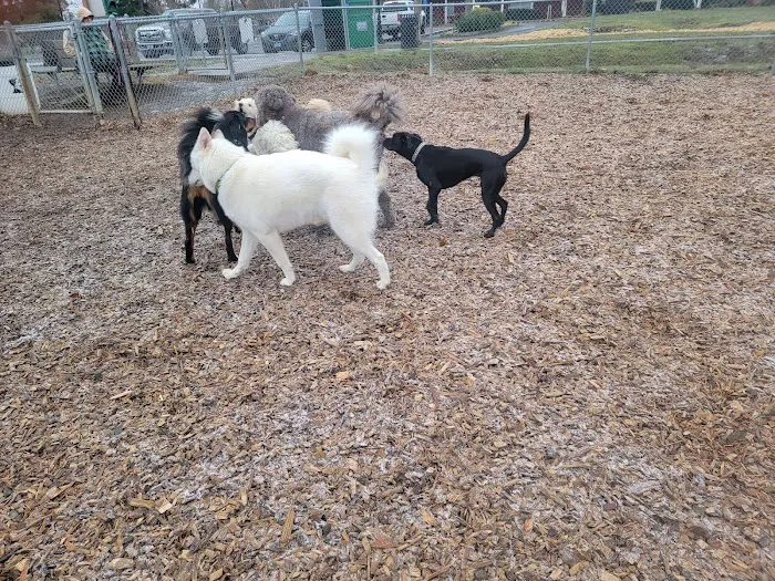 Silverton Dog Park 6