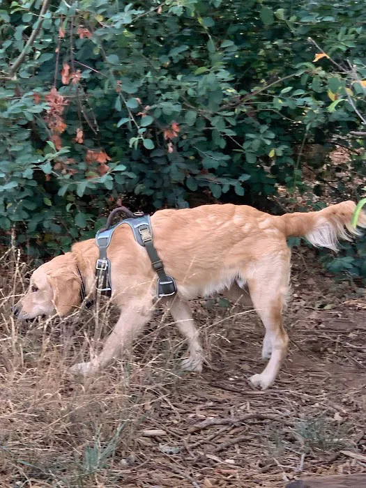 Silverton Dog Park 5