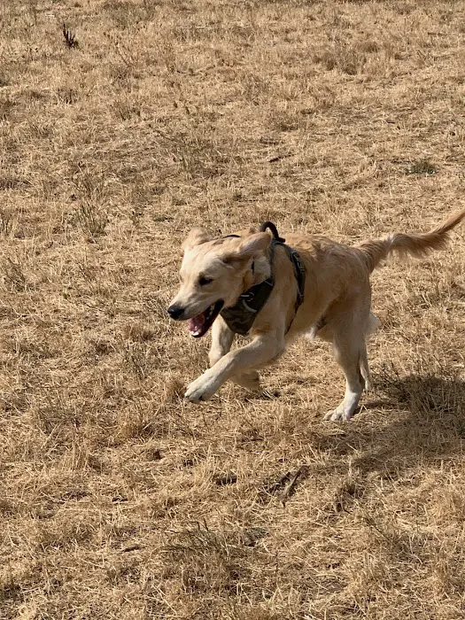 Silverton Dog Park 10