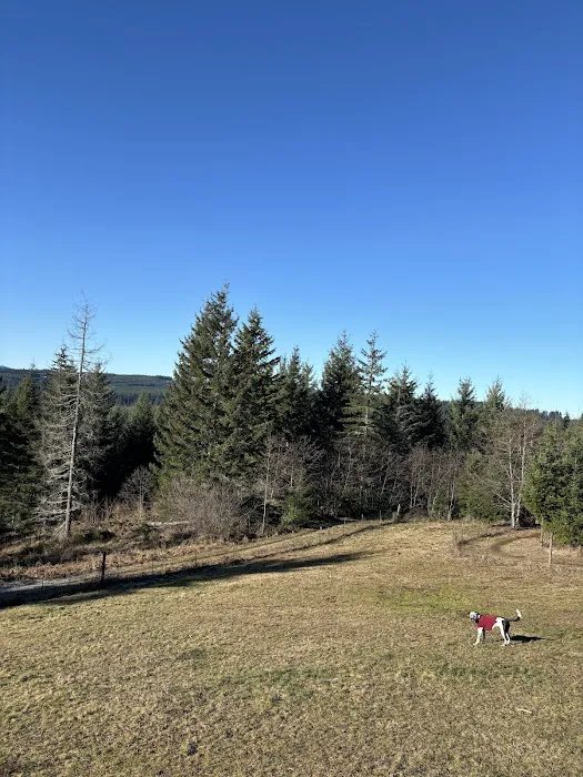 Pet Exercise Area 4