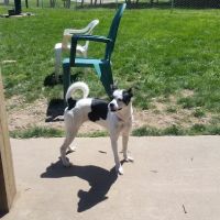 Scappoose Veterans Park - Dog Park ico