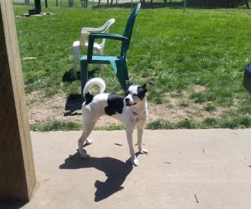 Scappoose Veterans Park - Dog Park