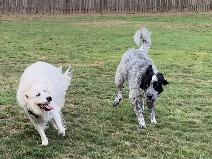 Scappoose Veterans Park - Dog Park 5