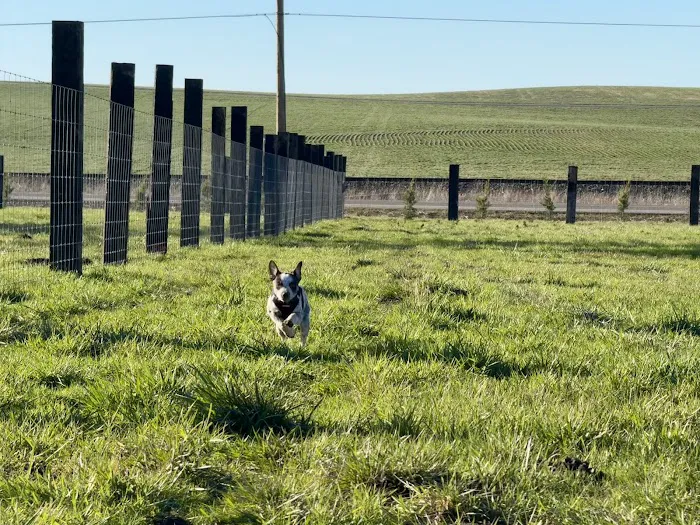 WILD RIDE Dog Park 3