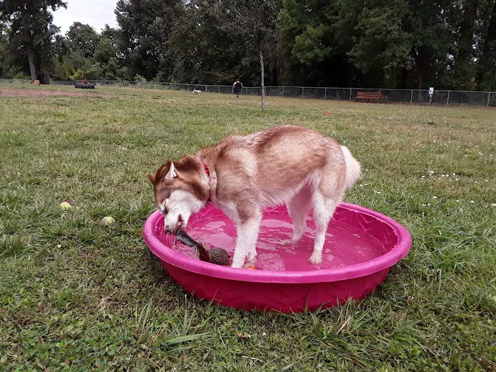 Central Bark Park 2