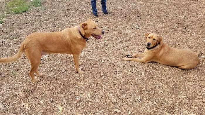 Central Bark Park 4