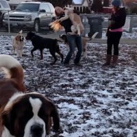 Central Bark Park ico