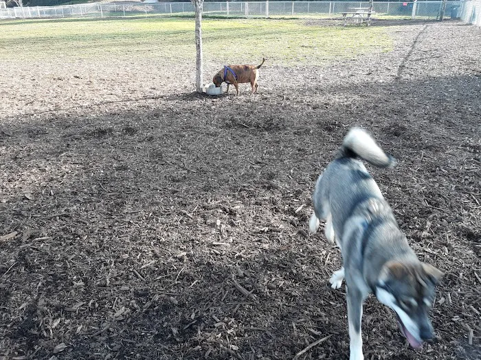 Central Bark Park 9