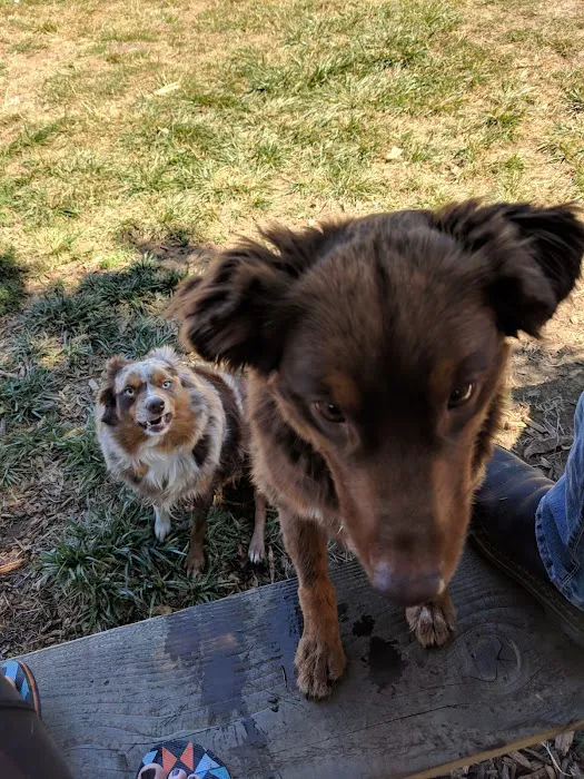 Central Bark Park 5