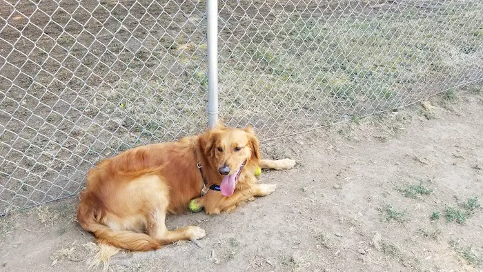 Columbia City Dog Park 1