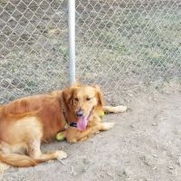 Columbia City Dog Park ico