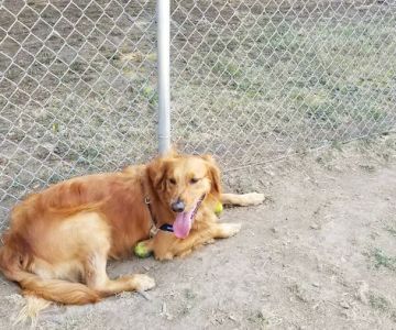 Columbia City Dog Park