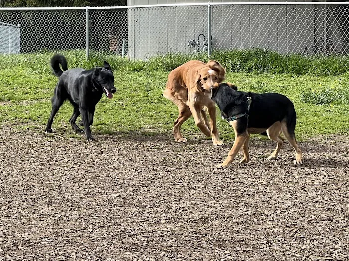 Columbia City Dog Park 9
