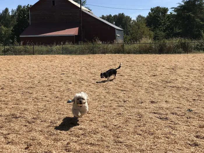 Stayton Community Dog Park 3