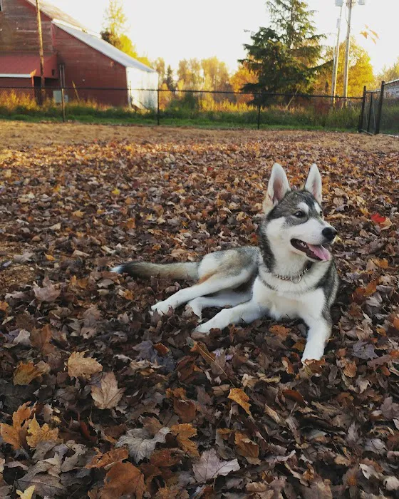 Stayton Community Dog Park 5