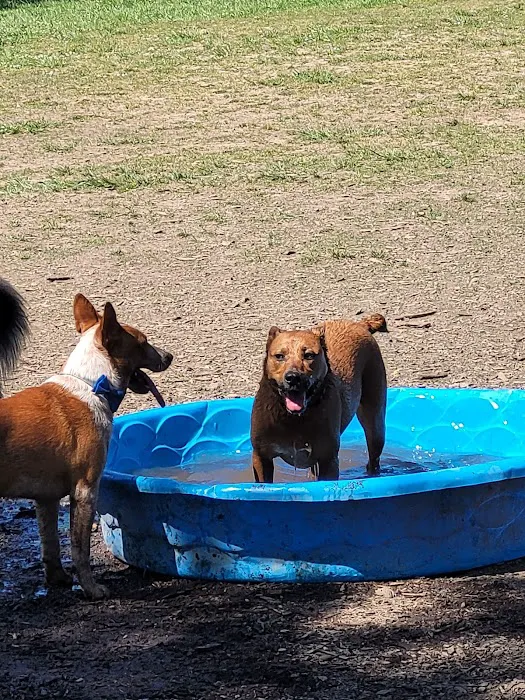 Independence Dog Park 10