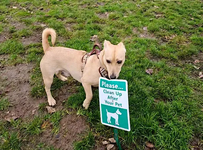 City of Longview Off Leash Dog Park 6