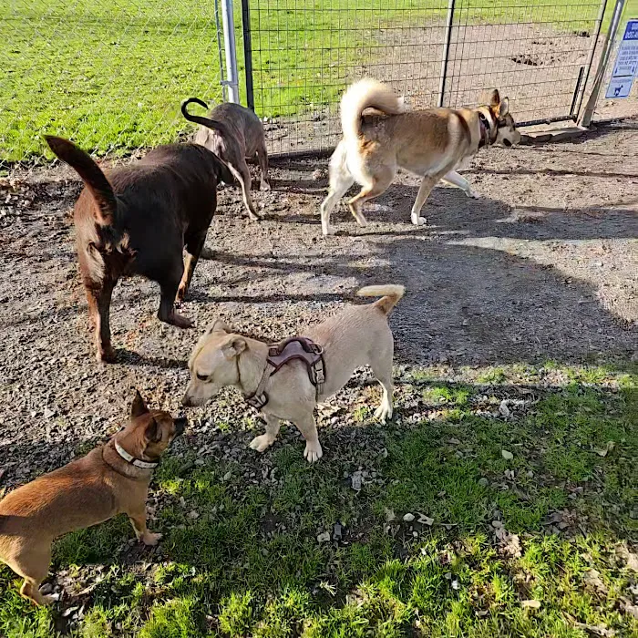 City of Longview Off Leash Dog Park 8