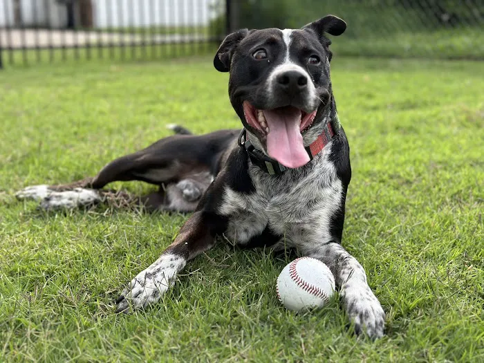 Joe Station Dog Park 2