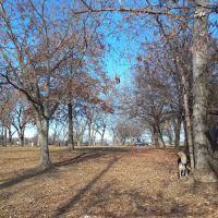 Dog Park ico