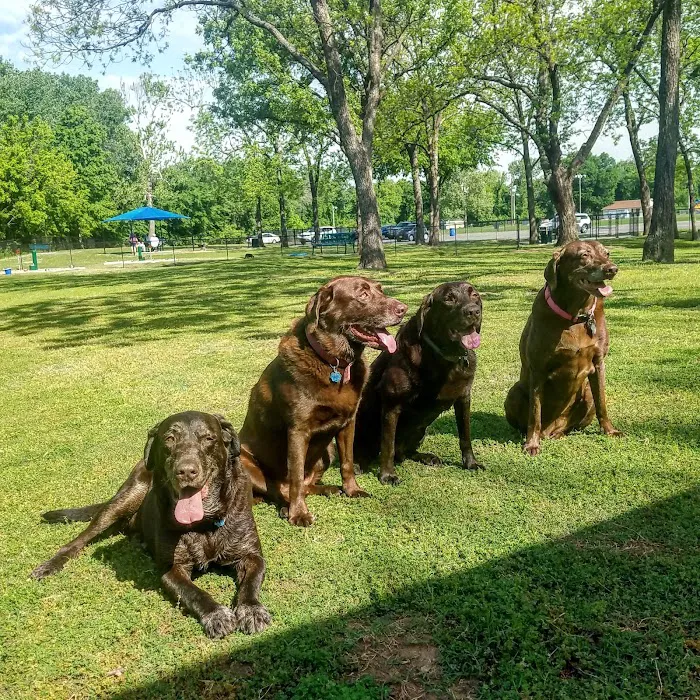 Dog Park 4