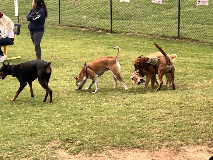 Biscuit Acres Dog Park 7