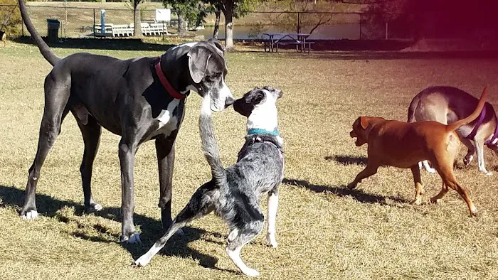 Biscuit Acres Dog Park 4
