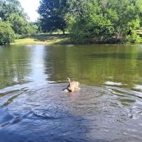 Biscuit Acres Dog Park ico