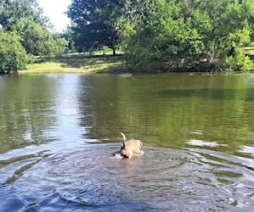 Biscuit Acres Dog Park