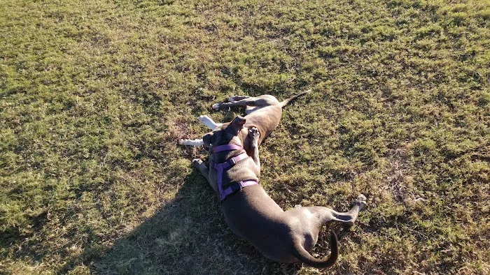 Biscuit Acres Dog Park 5