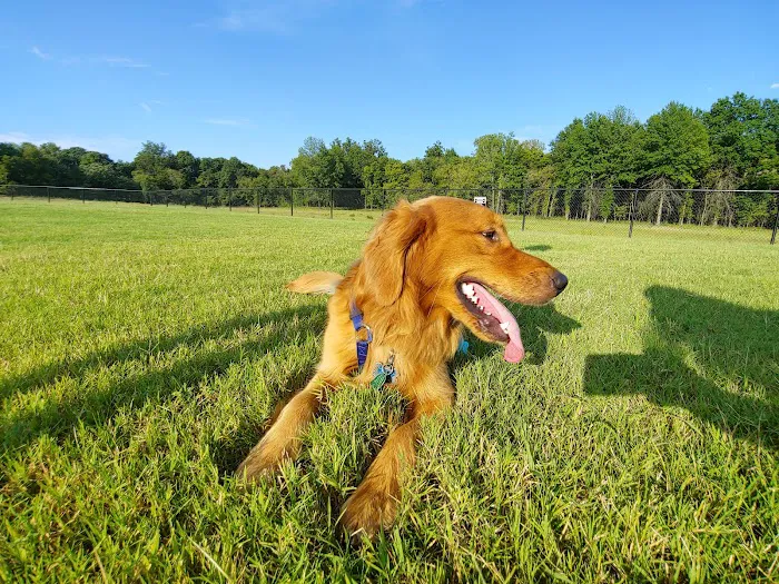 Waggin Trail Dog Park 3