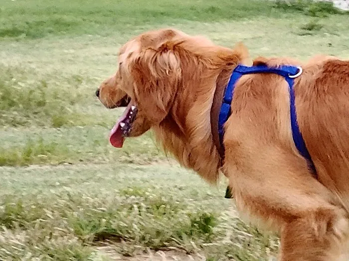 Waggin Trail Dog Park 4