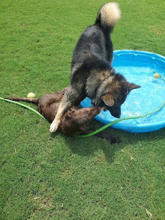 Rose West Dog Park 7