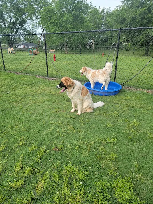 Cat Creek Dog Park 10
