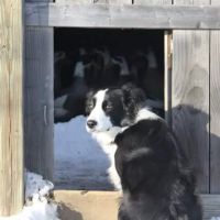 OutRun Dogs ico