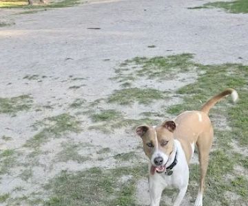 Marshview Dog Park