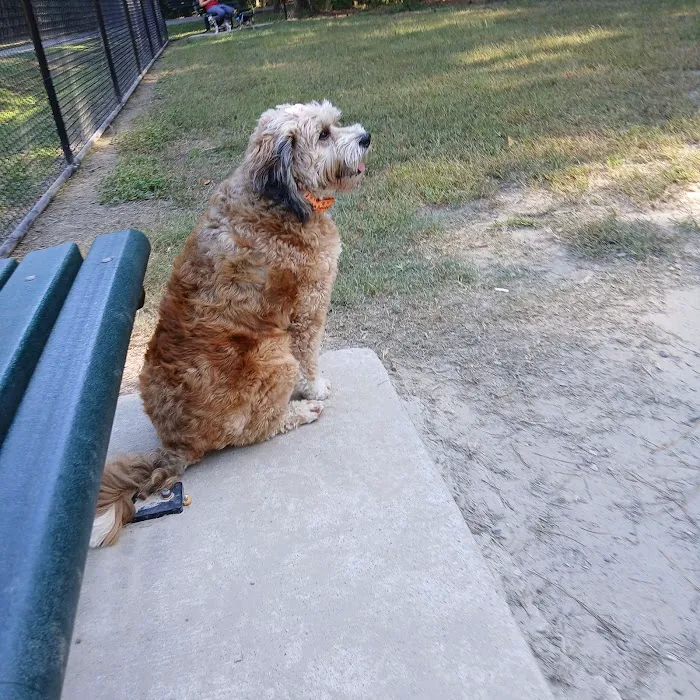 Marshview Dog Park 4