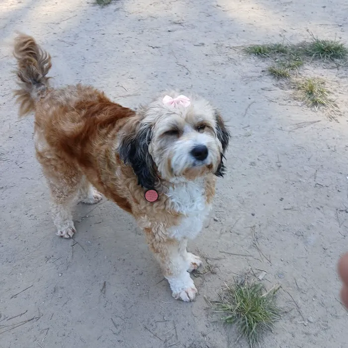 Marshview Dog Park 3