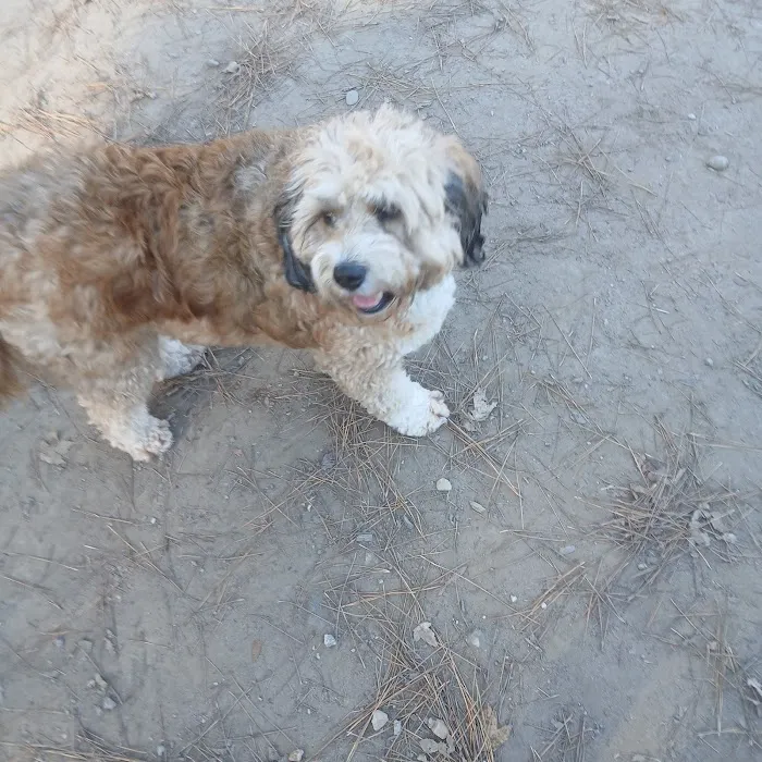 Marshview Dog Park 2