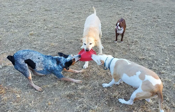 Red Wing Dog Park 1