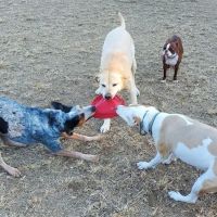 Red Wing Dog Park ico