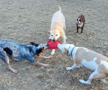 Red Wing Dog Park