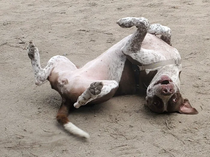 Red Wing Dog Park 2