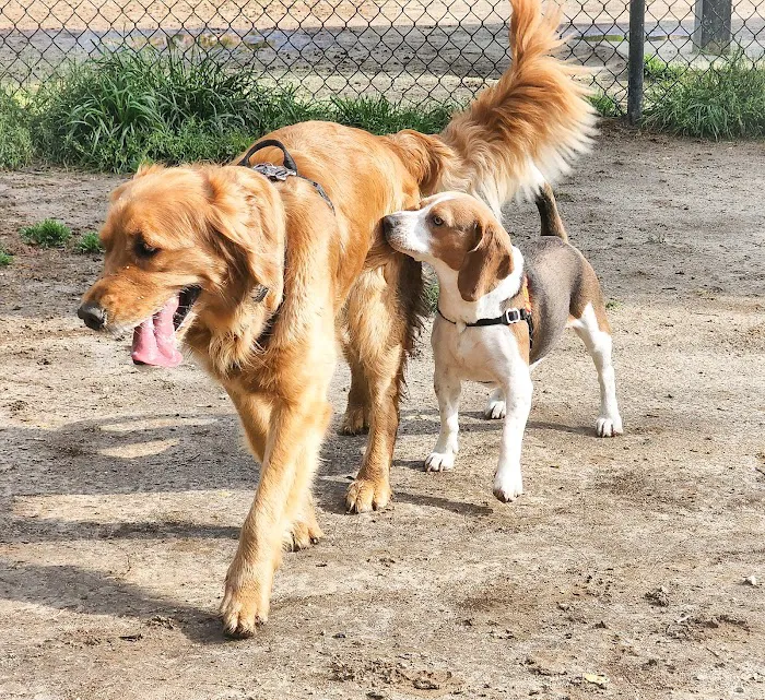 Red Wing Dog Park 10