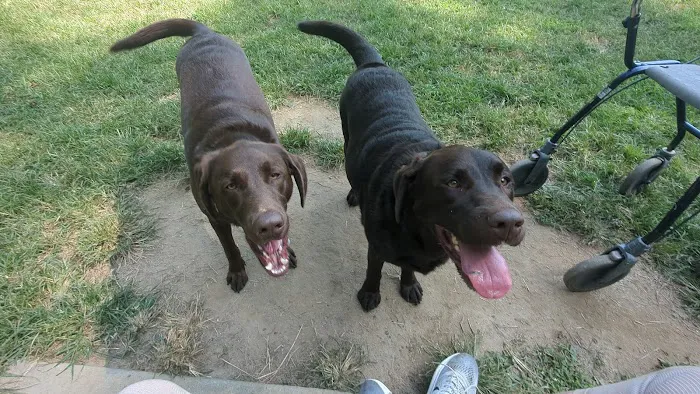 Red Wing Dog Park 4
