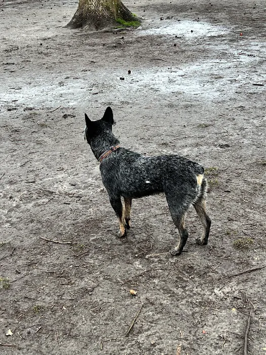 Salem Woods Dog Park 4